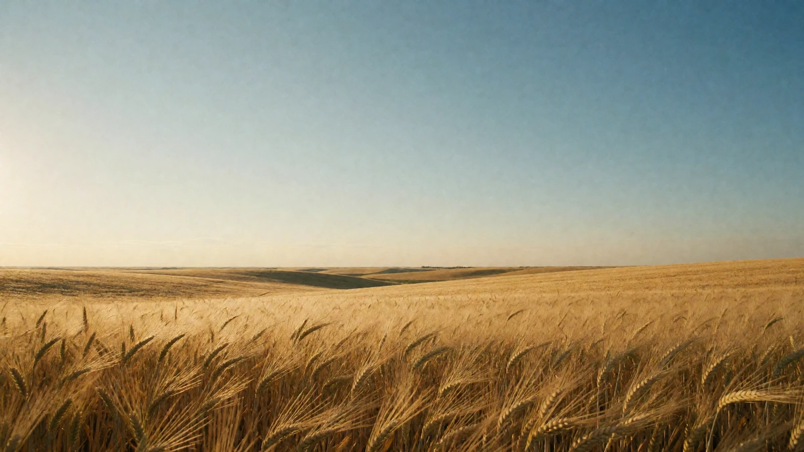 Vast golden Kansas wheat field swaying under a wide blue Great Plains sky where Sunflower State rural dating begins